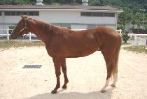 �ذŸ� (HAEGEOREUM) ����