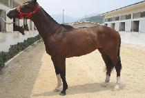 �Ľ�Ʈ�� (COMES TRUE) ����