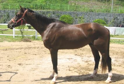 Ȳ�ݺ�Ʈ ����