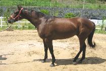 �����¿�� (BINNANEUN USEUNG) ����