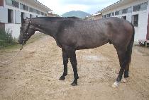 �¾��Ǽ��� (TAEYANGUI SEONMUL) ����