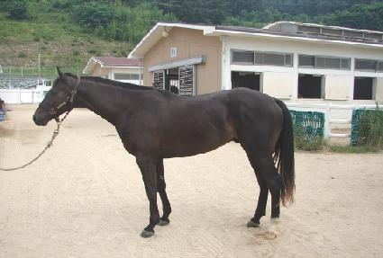 ���ο��ī ����