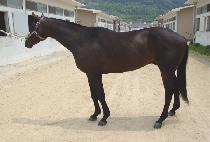 �ݺ����� (GEUMBIT NURI) ����