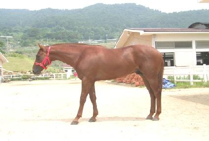 ����Ȳ�� ����