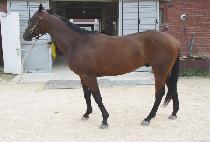 Ǯ������Ʈ (FULL FOREST) ����