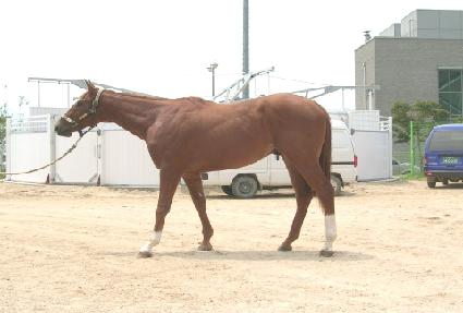 ǻ���� ����