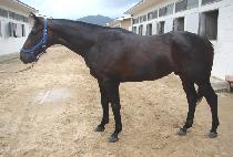 ����ť�� (RESCUER) ����