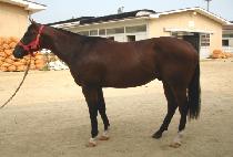 ��ũ��� (DARK LUGI) ����