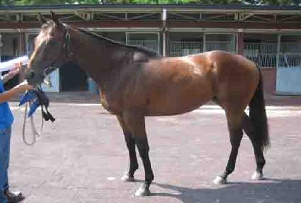 ���ųθ��� ����