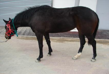 �߻����� ����