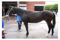 Ŀư�� (CURTAIN CALL) ����