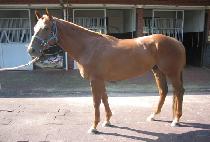 ������ī (FREE OCA) ����