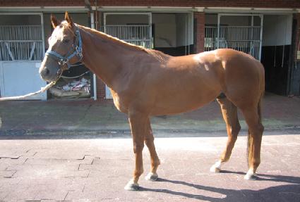 ������ī ����