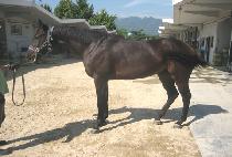 �ͽ� (TERSE) ����