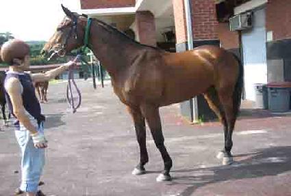 ������Ŀ ����