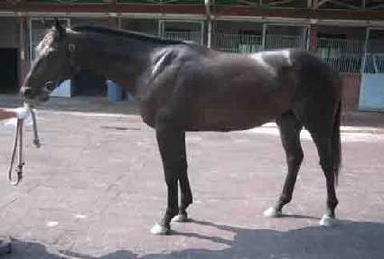 ������ ����