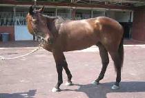 ��Ʈ����� (STRONG HUG) ����