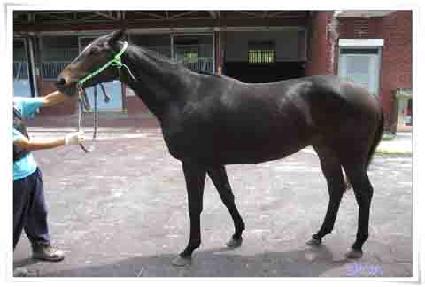 �п�Ű�Ӵ� ����