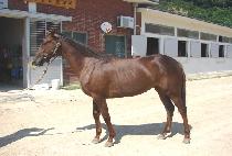 ���ǵ彺ī�� (SPEED SKY) ����