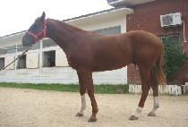 ������ (SAE GUNJU) ����