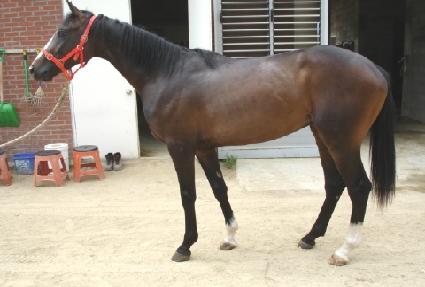 �����¾� ����