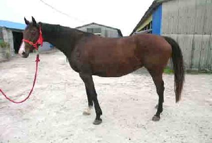 ���̳����� ����