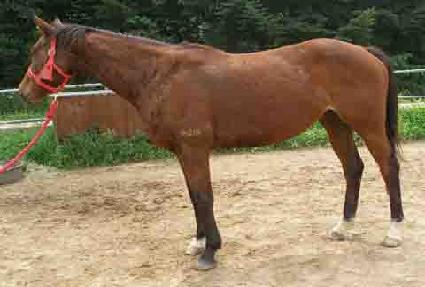 ��Ʈ ����