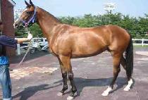 �����ε帮�� (SAPPORO DREAMER) ����