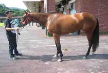 ������� (YONGMAENG JEONJIN) ����