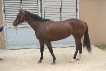 �ο��� (ROYAL QUEEN) ����