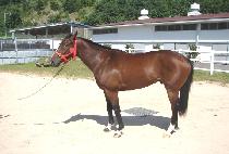 ��� (BABAL) ����