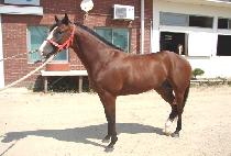 ��ȣ���� (GANGHO MAENGJU) ����