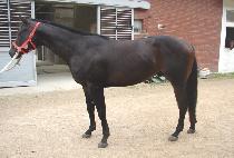 �ϼ��屺 (ILSEONG JANGGUN) ����