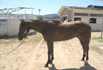 �ִ����ǰ (CHOEDAE GEOLJAKPUM) ����