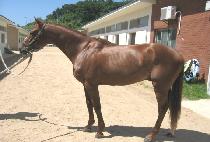 �޵��� (DALDEONGI) ����