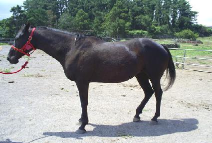 ����Ʈ���� ����