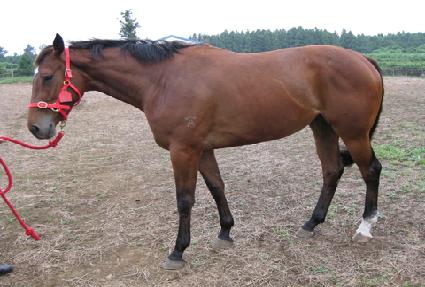 û����ȣ ����