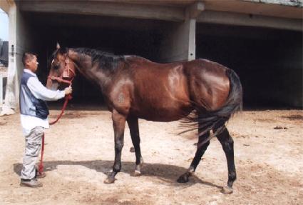 ������Ʈ�޸��� ����