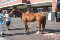 �ͺ����� (TURBO ENGINE) ����