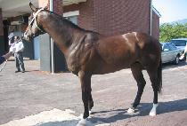 ��������ũ (DEVIL��S WINK) ����