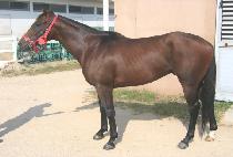 Ÿ�̰Ÿ� (TIGER RING) ����