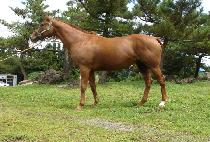 ����̽� (WOODY NICE) ����