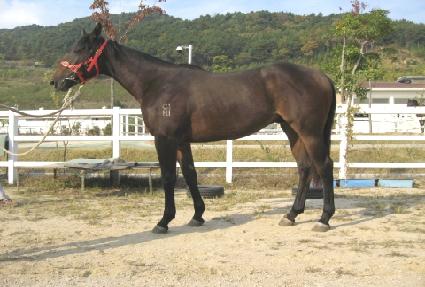 ����Ȳ�� ����