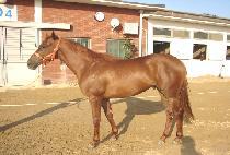 ������� (KWAEGEOL JILJU) ����