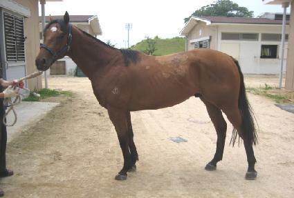 ������ȣ ����