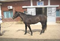 �۷ι�è�� (GLOBAL CHAMP) ����