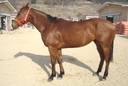 ����è�Ǿ� ����