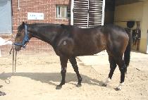 �帲����Ʈ (DREAM PERFECT) ����