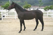 ���ο��ȭ (SAEROUN SINHWA) ����