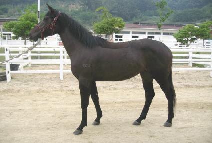 ���ο��ȭ ����